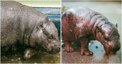 Edinburgh Zoo Welcomes Arrival Of Endangered Pygmy Hippo Calf