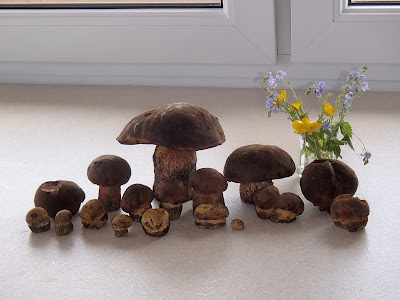  Borowik ceglastopory Boletus luridiformis