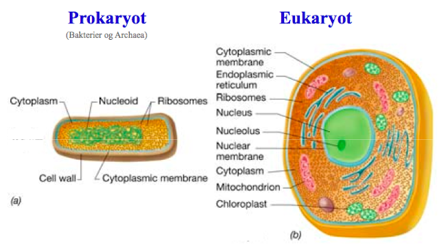 Struktur sel prokariotik dan eukariotik