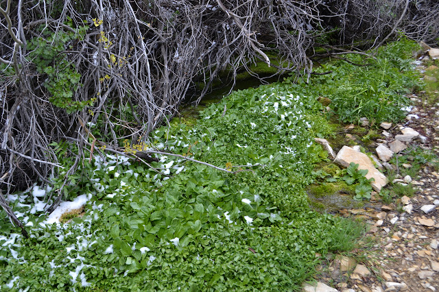 variety of green water plants