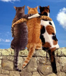 cats friends greetings