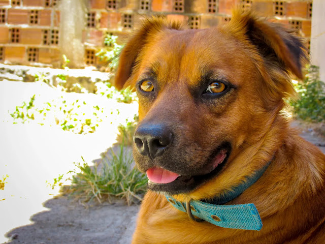 Black Mouth Cur German Shepherd mix