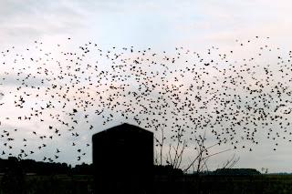 Protter - Spreeuw - Sturnus vulgaris