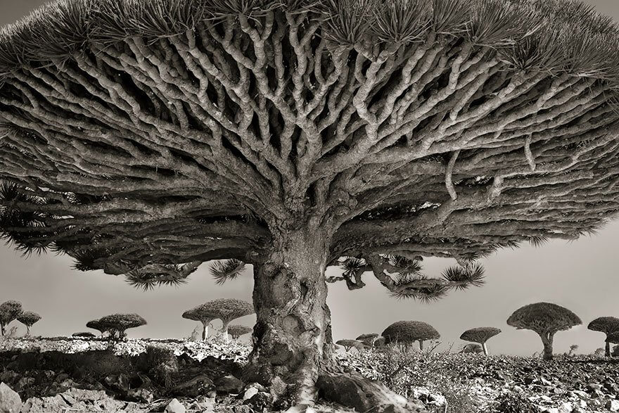 She Has Been Taking Pictures Of The Oldest Trees For Fourteen Years... The Results Will Amaze You!