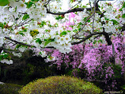 PRIMAVERA. Ntra la scìoddra, 'mpaccì 'u puzzu,. su' jiurut'i fieddrurazzi; (foto primavera )