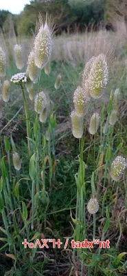 Lagurus ovatus / ⵜⴰⴷⵅⵯⵏⵜ | ⵜⴰⴷⵅⵓⵏⵜ  ⵛⵛⵍⴰⵖⵎ ⵡⴻⵎⵛⵉⵛ / tadxʷent | tadxunt | cclaɣm n wmcic / Lagure ovale, Gros-minet ou Queue-de-lièvre ou Doudou ou Pinpin /  شعر الأرنب أو ذيل الأرنب أو ذنب الأرنب / Poacées (Poaceae)