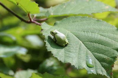 Beamfrosk - Boomkikker - Hyla arborea