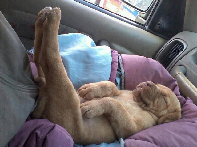 Dog sleeping like a boss picture