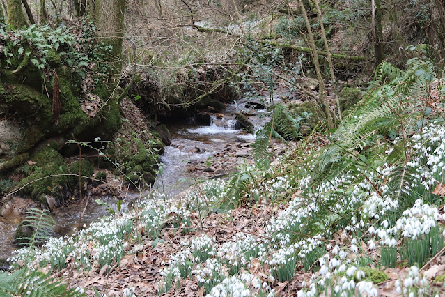 Snowdrops at Snowdrop Valley with stream