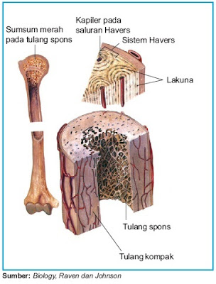 Tulang merupakan jaringan pengikat yang termineralisasi Pintar Pelajaran Struktur dan Fungsi Jaringan Tulang Keras pada Hewan