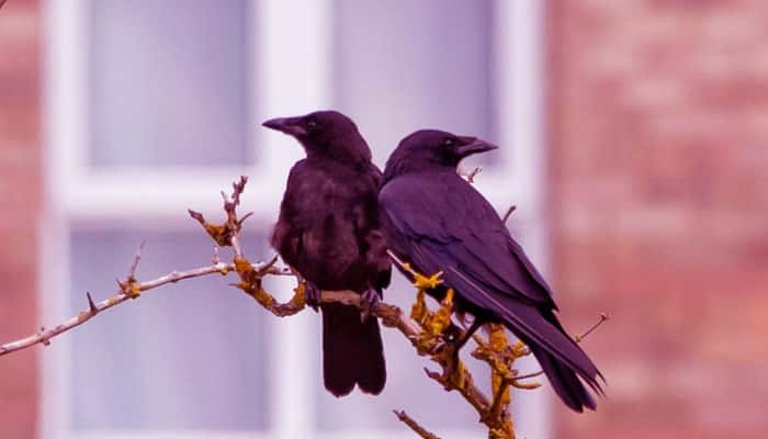 Burung Gagak Hitam