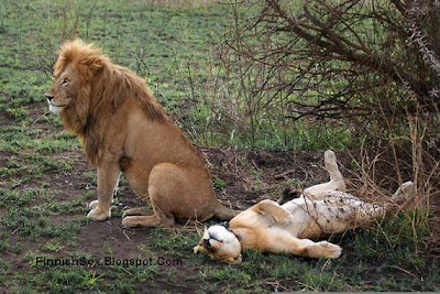 Hot Lions Like Humans