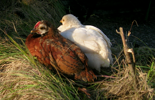 Hühnerküken im Garten