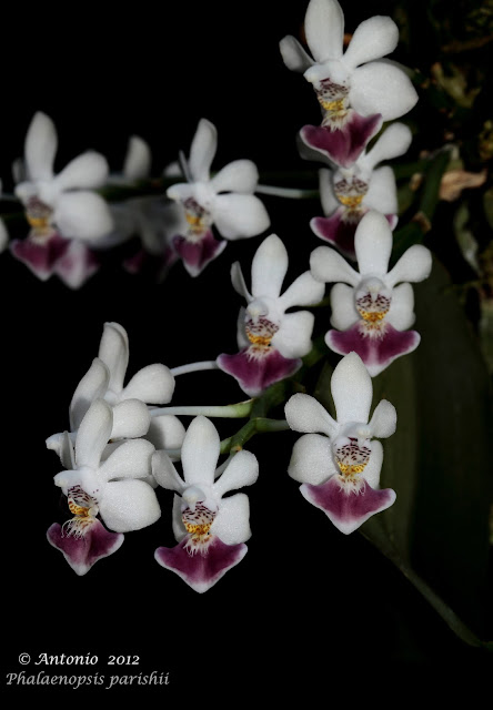 Phalaenopsis parishii