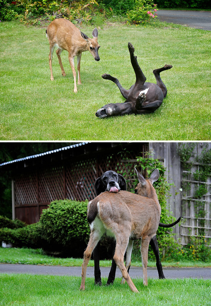 Adorable Pictures Of The Largest Danes We Have Ever Seen