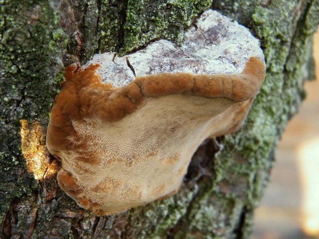 Phellinus pomaceus