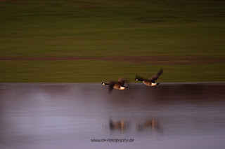 Wildlifefotografie Naturfotografie Lippeaue Sonnenuntergang Olaf Kerber