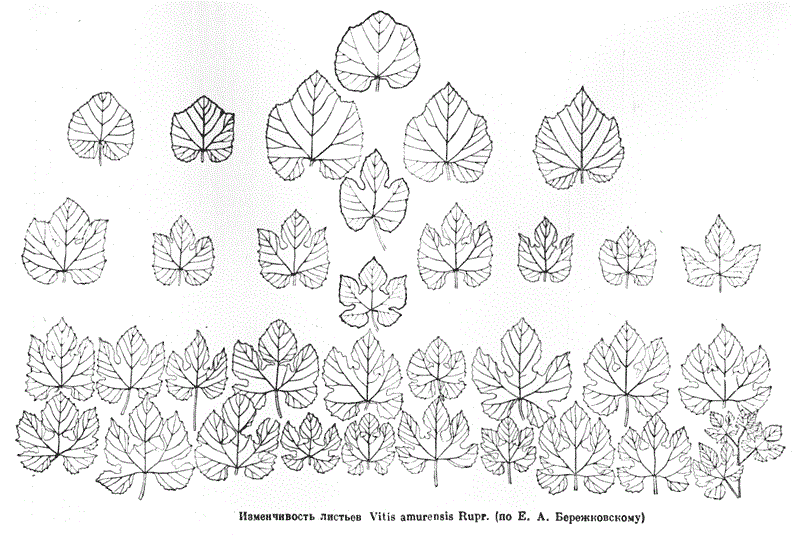 Изменчивость листьев винограда амурского