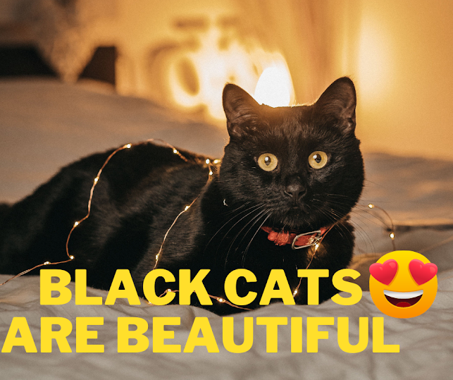 10 Interesting Facts About Black Cats