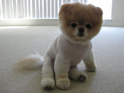 Meet Boo the Cutest Pomeranian Dog Seen On www.coolpicturegallery.us