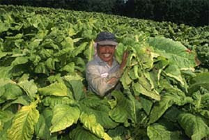 tobacco farm