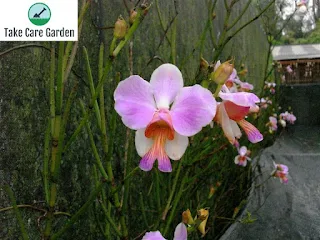 Vanda teres - Papilionanthe teres - Orchid Species