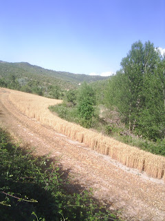 Inici d´estiu en imatges, dels camps a mig segar i el fruit de la terra enbalat