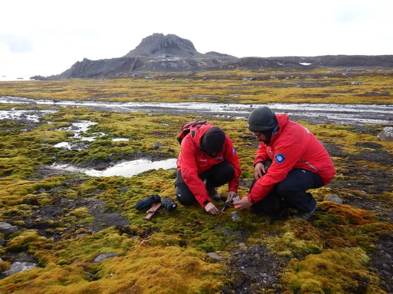 Investigadores recolectan hongos en la Antártica