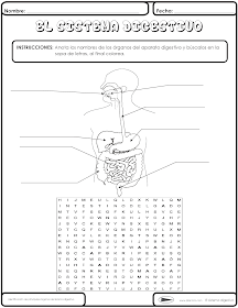 Resultado de imagen para imagenes del sistema digestivo para niños