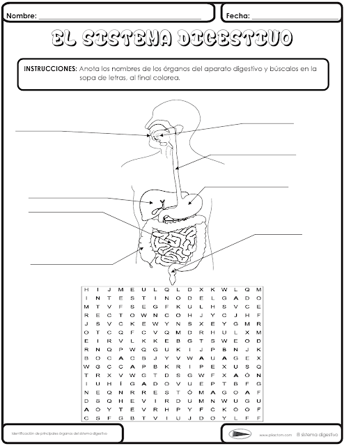 Resultado de imagen para imagenes del sistema digestivo para niños