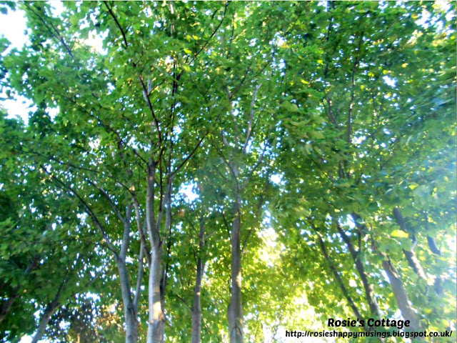 Looking at the sky through the trees