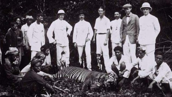 Harimau jawa memang telah dinyatakan punah sejak puluhan tahun lalu atau tepatnya sekitar tahun 1980-an.