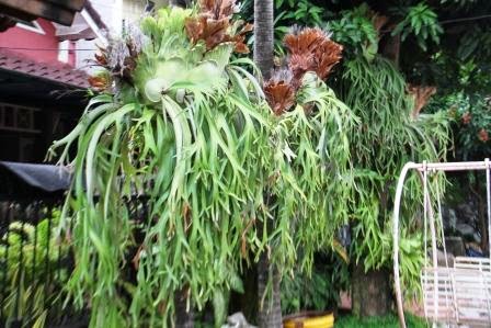 Koleksi Tanaman Hias: Paku Tanduk Rusa (Platycerium 