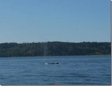 Whale Spout 