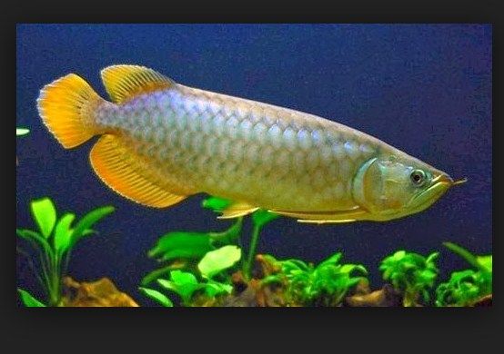 Manfaat Memelihara Ikan Hias Aquarium Dirumah - infoikan.com