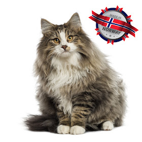 Norwegian Forest Cat: Made in Norway!