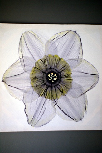 daffodil