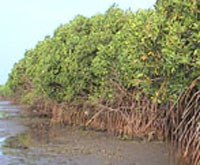 Fungsi dan Manfaat Hutan Bakau Mangrove