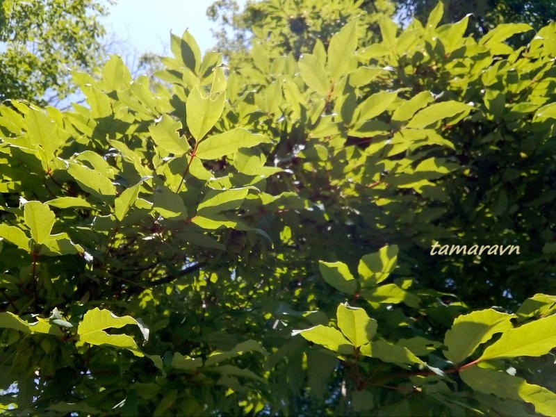 Клён маньчжурский (Acer mandshuricum)