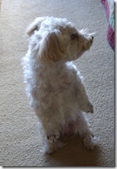 Honey shorn 2