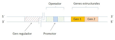 operon