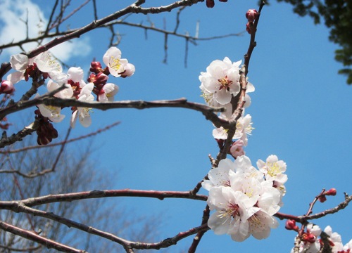 桜　軽井沢