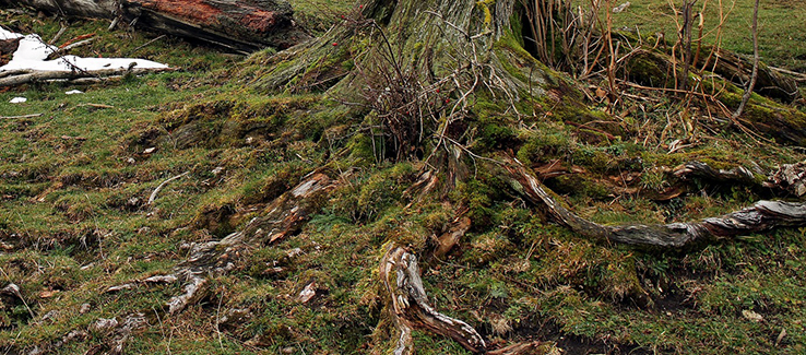 Trees are heavily impacted when roots are damaged by machinery like lawn mowers and weed eaters