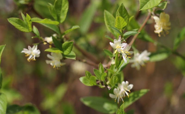 Lonicera Fragrantissima Flowers