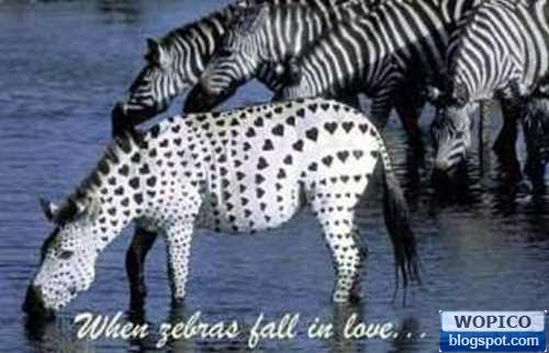 Zebra Love