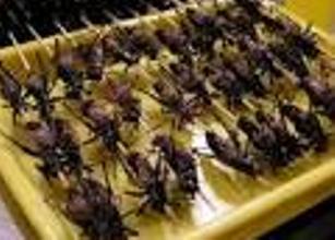 Resep Dan Cara Membuat Kuliner Ekstrim Sate Belalang Resep Dan Cara Membuat Kuliner Ekstrim Sate Belalang