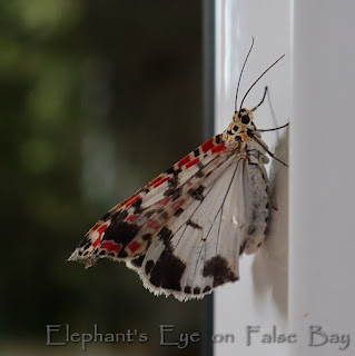 Crimson speckled footman butterfly
