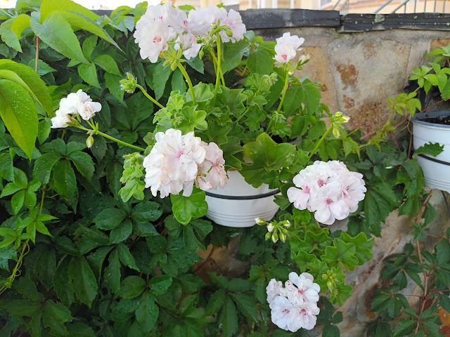 Gitanilla (Pelargonium peltatum ( L. ) L'Hér. ex Aiton).