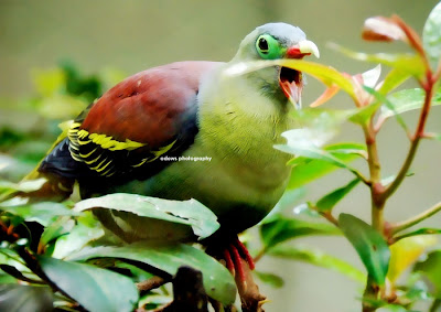 Burung Punai  Budaya Indonesia Timur