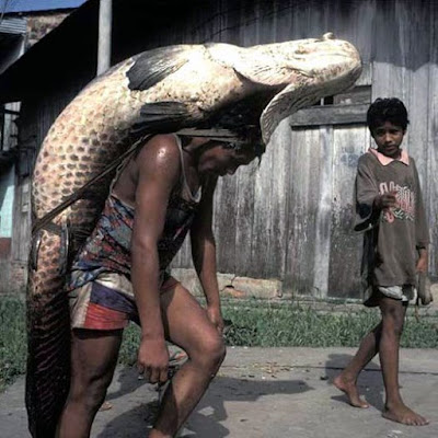 ada2aje: Cara bawa ikan besar